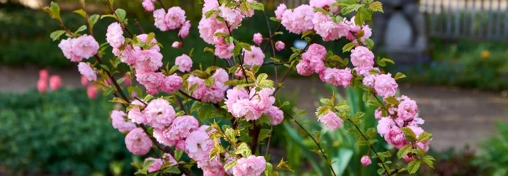 Blühender Mandelbaum im Garten
